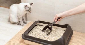 Read more about the article Best Cat Litter for Your Furry Friend