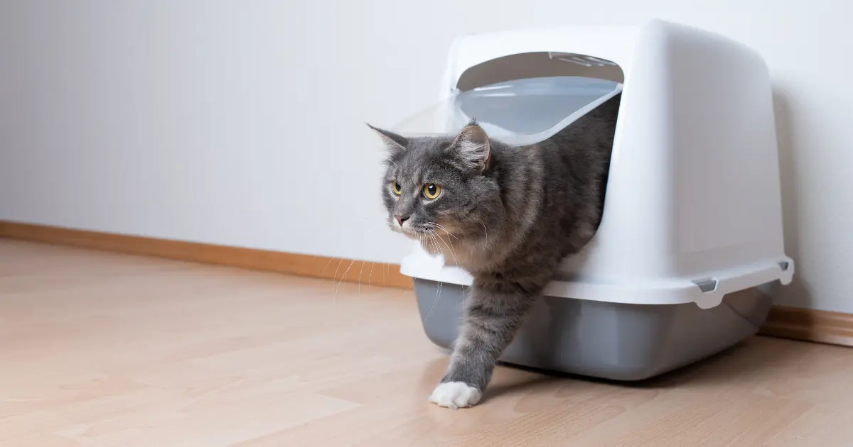 You are currently viewing Best Natural Cat Litter Alternatives