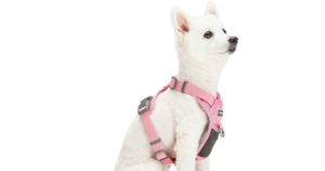 Read more about the article Top 4 Best Dog Collars for Comfort, Durability, and Style