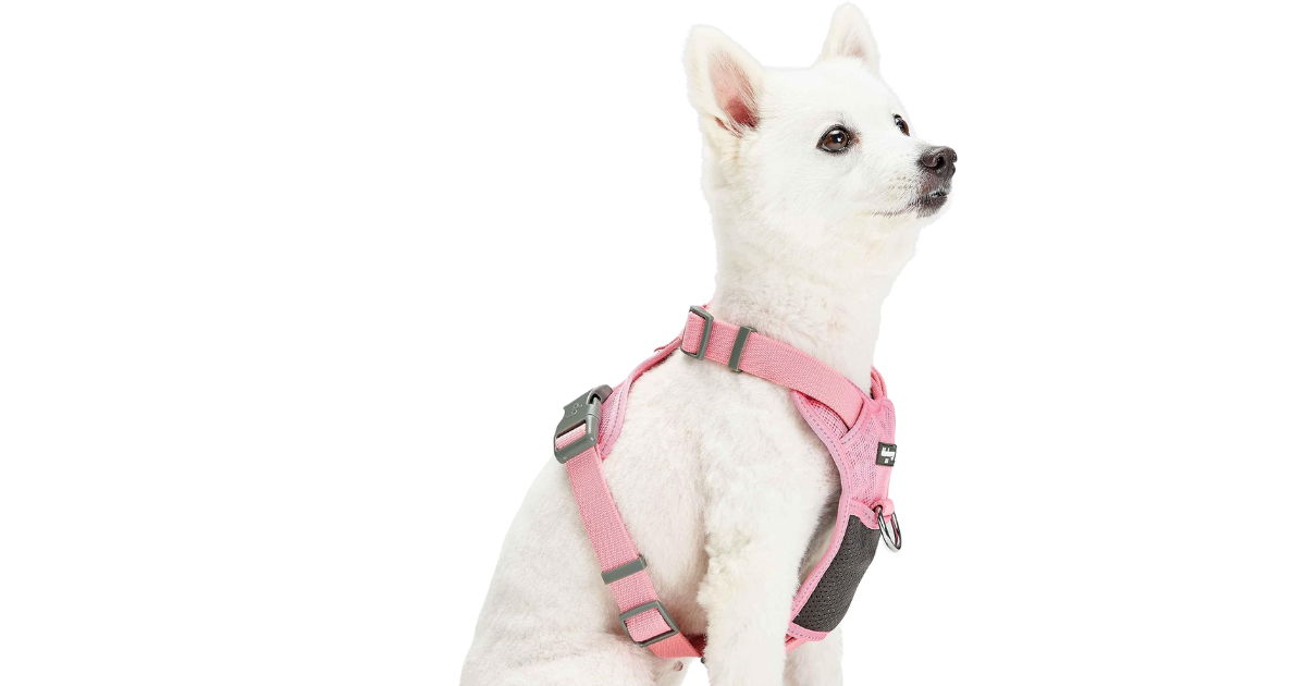 You are currently viewing Top 4 Best Dog Collars for Comfort, Durability, and Style