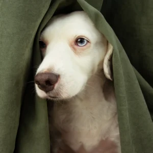 Read more about the article How to Recognize and Treat Separation Anxiety in Dogs