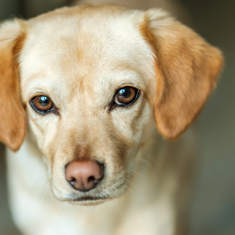 Separation Anxiety in Dogs