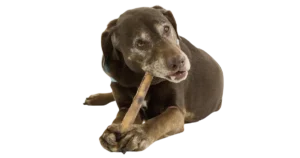 Read more about the article Are Bully Sticks Safe For Dogs?