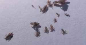 Read more about the article Can Dogs Get Lice from Humans?