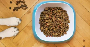 Read more about the article Is Kibble Hurting Your Dogs?