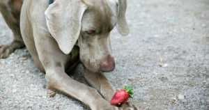 Read more about the article Can Dogs Eat Strawberries?
