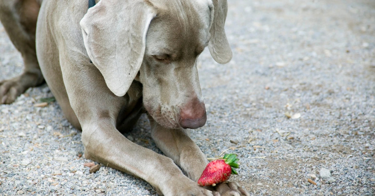 You are currently viewing Can Dogs Eat Strawberries?