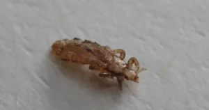 Read more about the article Can Dogs Get Lice? A Complete Guide for Pet Owners