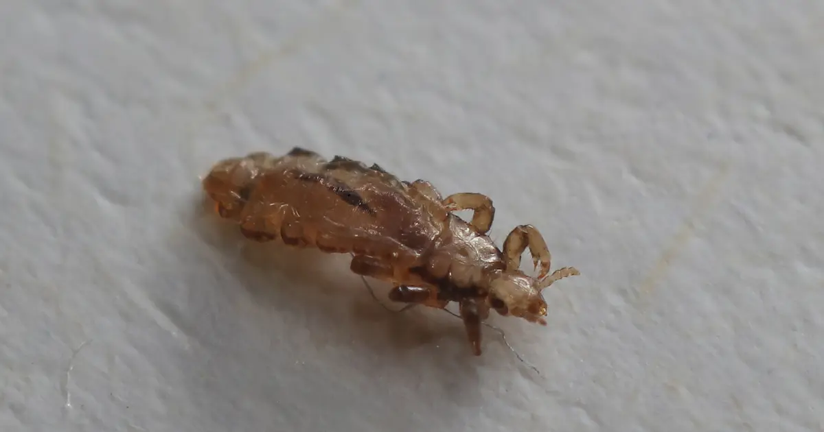 Can Dogs Get Lice? A Complete Guide for Pet Owners