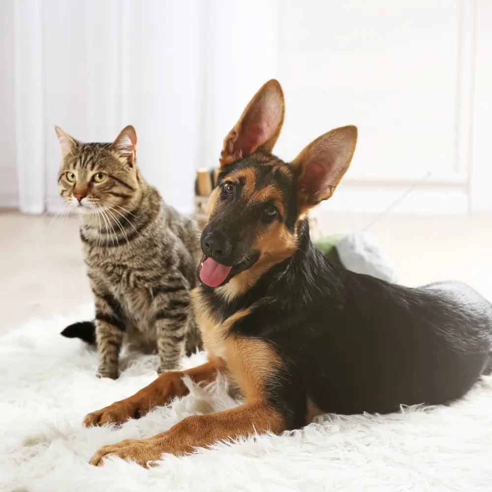 Best Carpet for Pets