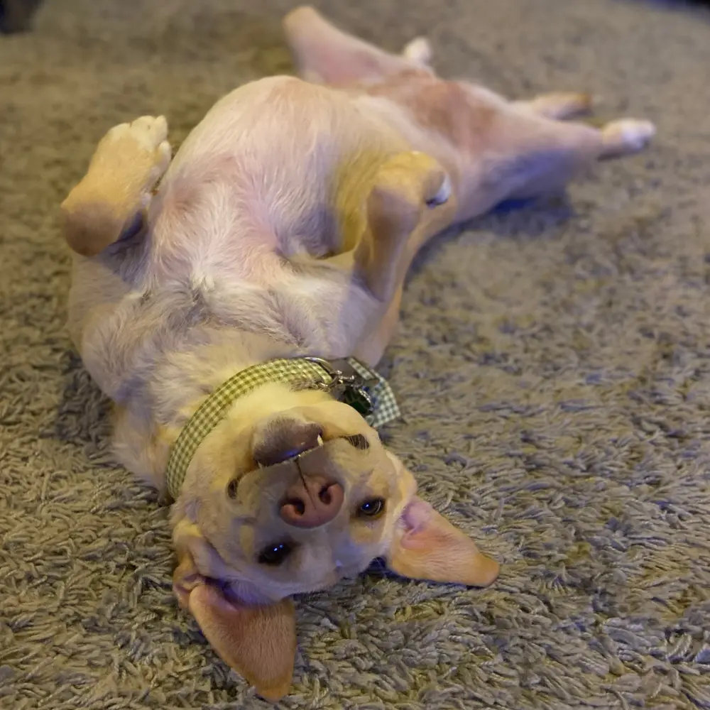 Best Carpet for Pets