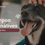 Finding the Best Dog Shampoo Alternative