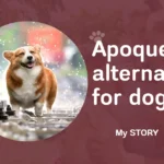 Best Apoquel Alternative That Actually Worked