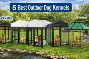 Read more about the article Best Outdoor Dog Kennels in 2026