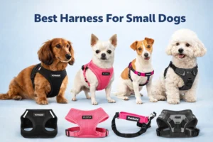 Read more about the article 5 Best Harness For Small Dogs