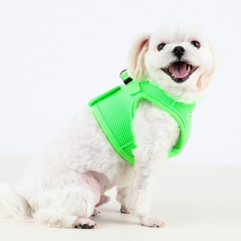 Best Harness For Small Dogs